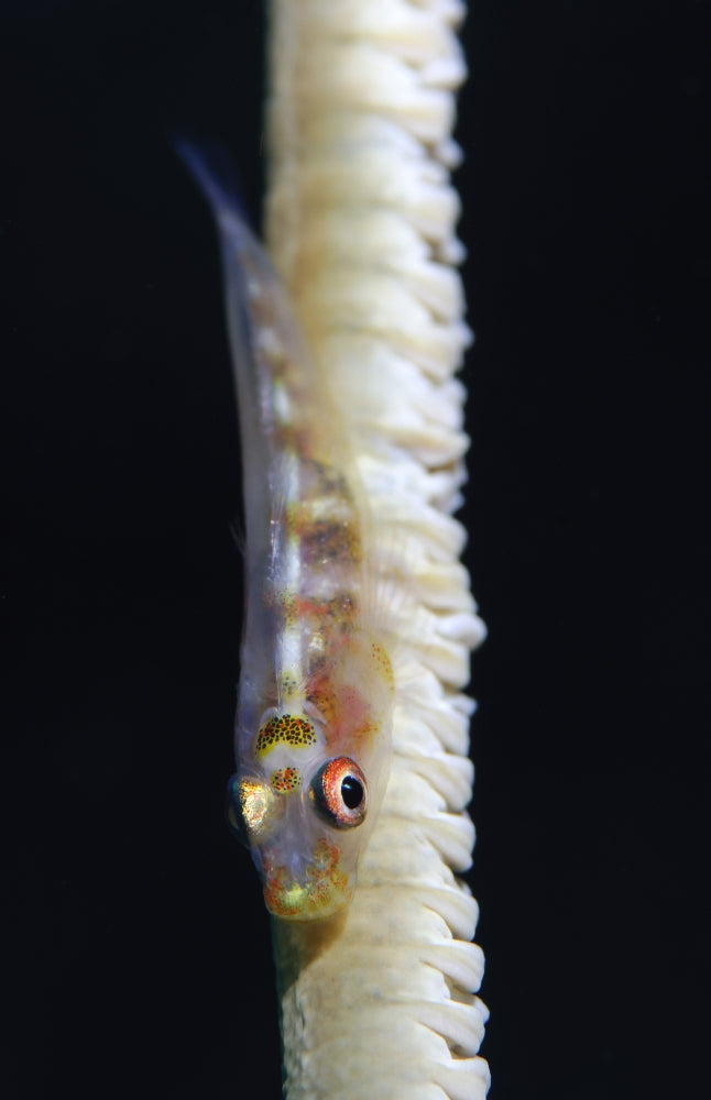 Whip-Coral Goby poster print featuring Bryaninops yongei on common wire coral in the Solomon Islands.