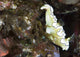 Black-margined glossodoris underwater scene poster print