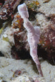 Velvet Ghost Pipefish poster print showcasing marine beauty from the Solomon Islands.