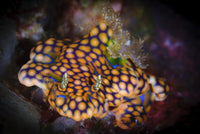 Ceratosoma magnificum nudibranch on coral, vibrant marine print