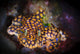 Ceratosoma magnificum nudibranch on coral, vibrant marine print