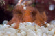 The Orangutan Decorator Crab on Coral Poster Print