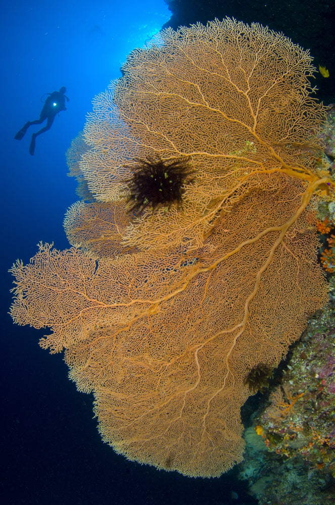 Diver looking at large gorgonian sea fans in the Solomon Islands.