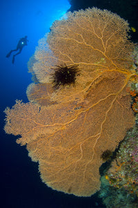 Diver looking at large gorgonian sea fans in the Solomon Islands.
