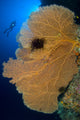 Diver looking at large gorgonian sea fans in the Solomon Islands.