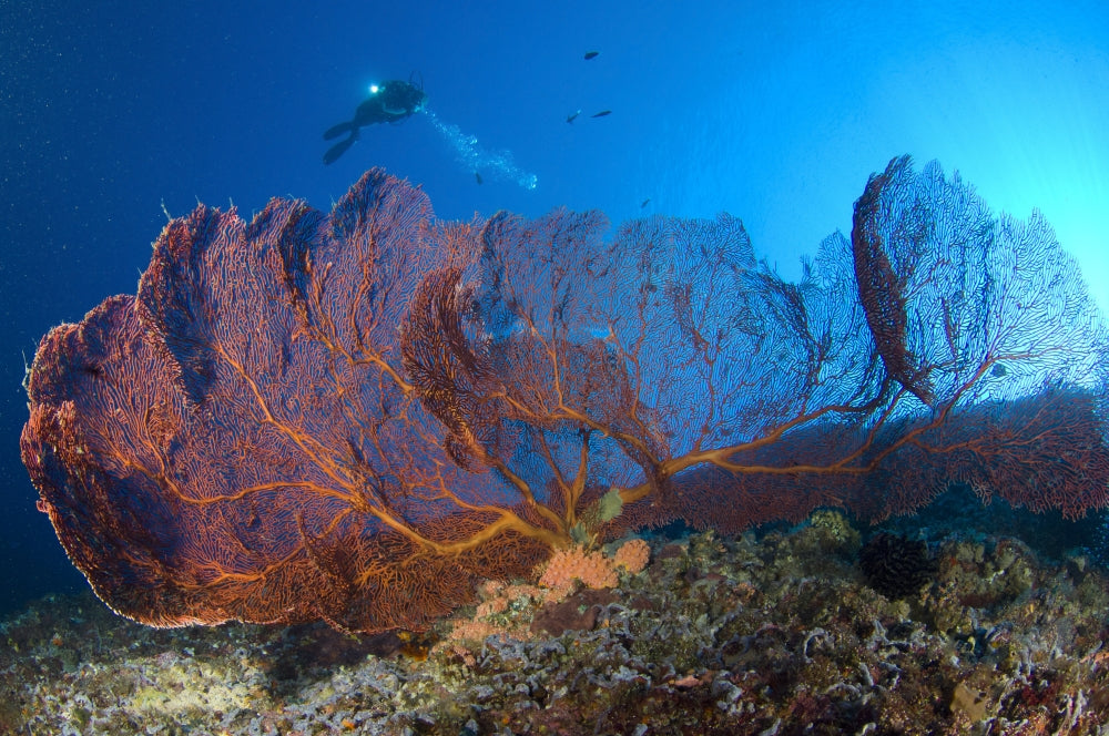 Gorgonian sea fans underwater scene poster print featuring a diver in the Solomon Islands.
