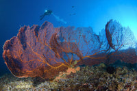 Gorgonian sea fans underwater scene poster print featuring a diver in the Solomon Islands.