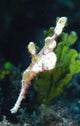 Halimeda Ghost Pipefish swimming in coralline algae habitat poster print.