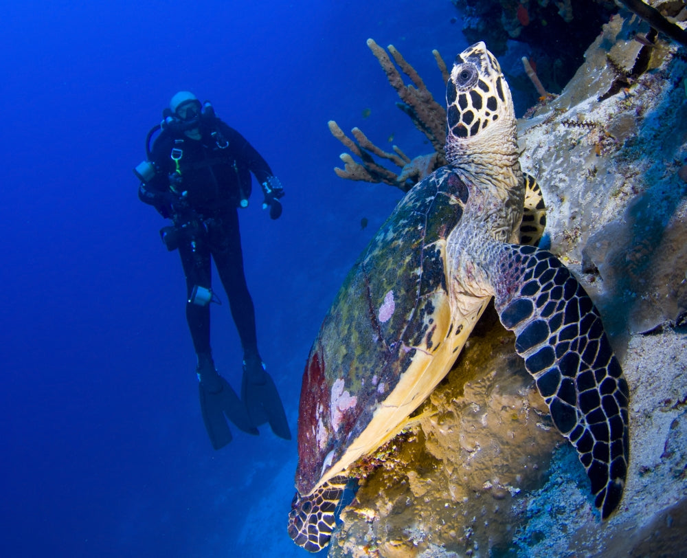 Hawksbill turtle resting on reef with diver in Solomon Islands.