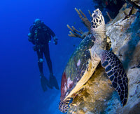 Hawksbill turtle resting on reef with diver in Solomon Islands.
