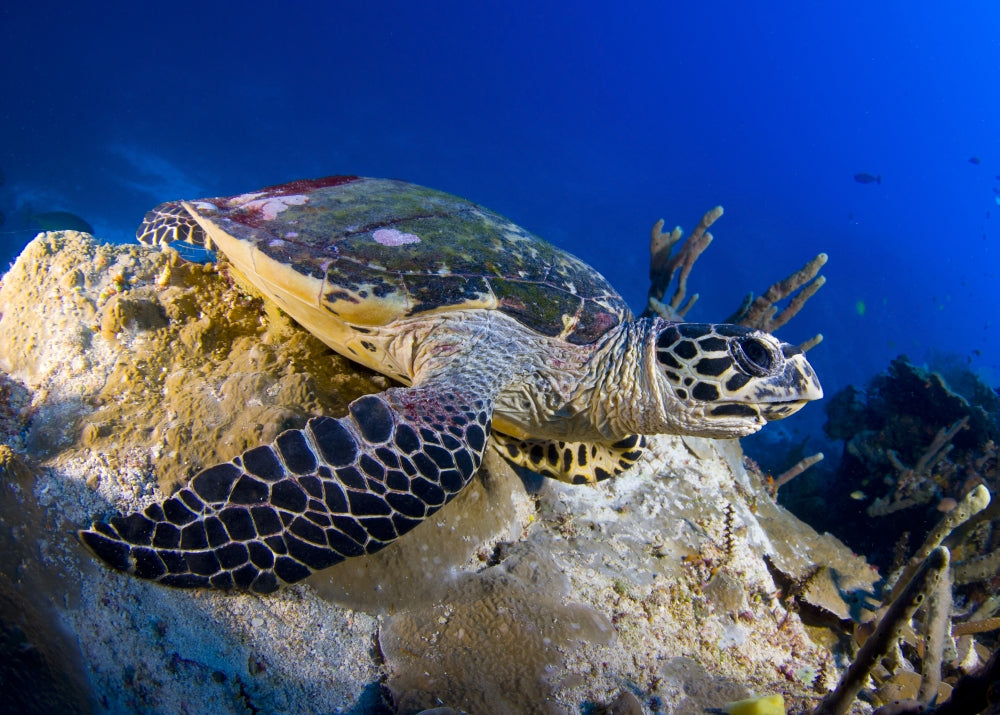 Hawksbill Turtle resting on reef outcrop in the Solomon Islands