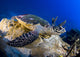 Hawksbill Turtle resting on reef outcrop in the Solomon Islands