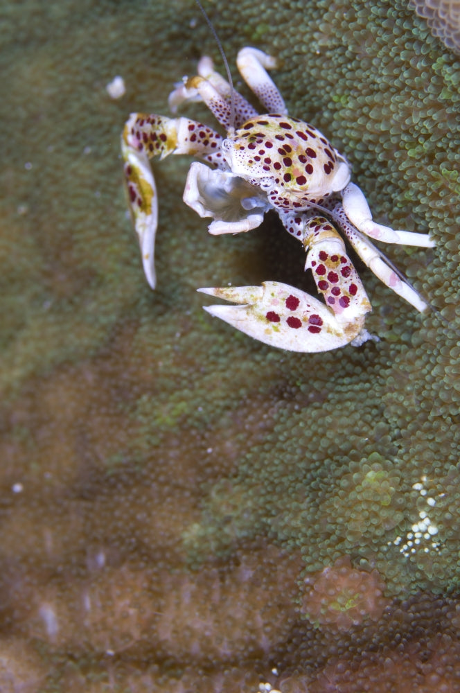Spotted Porcelain Crab perched on anemone mantle, feeding on plankton.