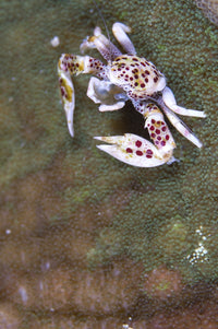 Spotted Porcelain Crab perched on anemone mantle, feeding on plankton.