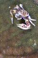 Spotted Porcelain Crab perched on anemone mantle, feeding on plankton.