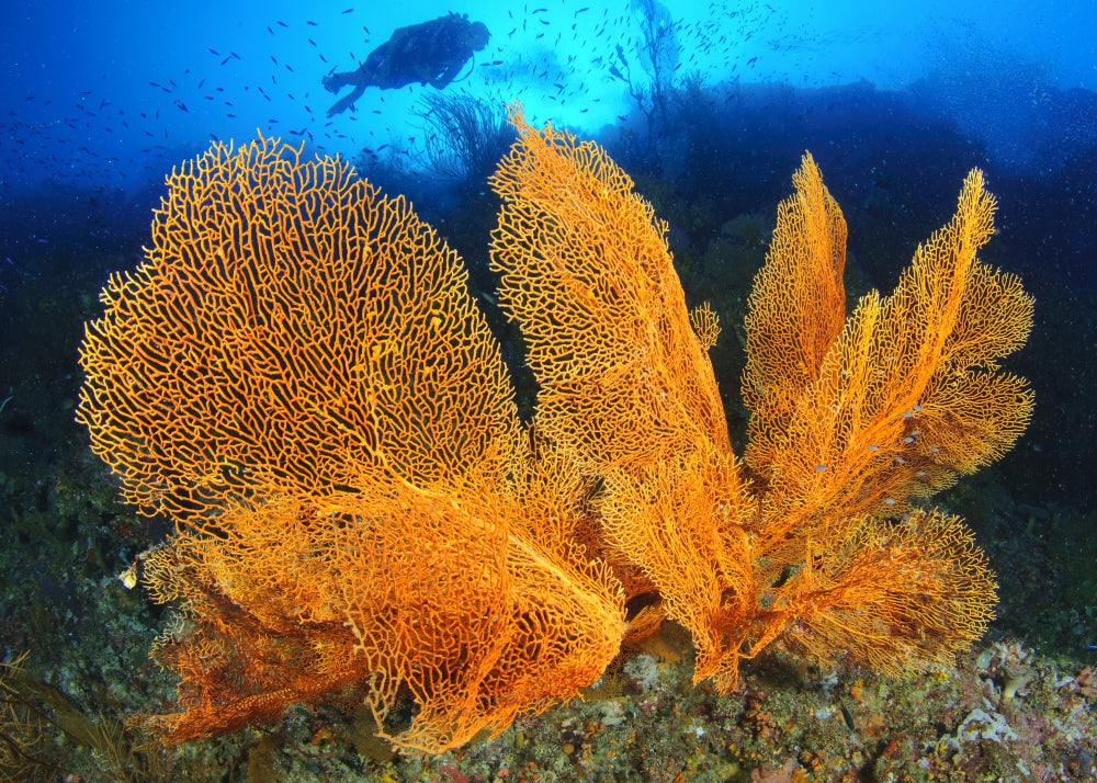 Diver observing large gorgonian sea fans underwater in the Solomon Islands.