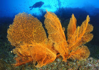 Diver observing large gorgonian sea fans underwater in the Solomon Islands.