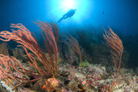 A diver observing sea fans (Subergorgia sp.) in the Solomon Islands, vibrant marine life poster print.