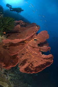 Diver observing large gorgonian sea fans in the Solomon Islands poster print.