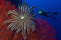 Crinoid on bright red sea fan with diver in the background, underwater art print.