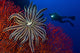 Crinoid on bright red sea fan with diver in the background, underwater art print.