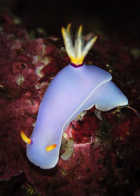 Bullock's Hypselodoris poster print on coral from the Solomon Islands.