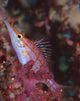 Longnose Hawkfish among soft coral in Solomon Islands