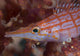 Longnose Hawkfish amongst soft coral at 10 metres depth in Solomon Islands.