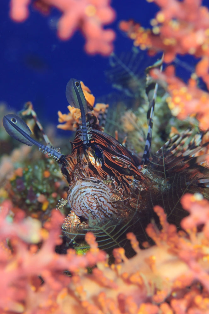 Common Lionfish resting among coral in the Solomon Islands poster print