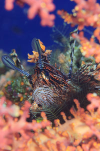 Common Lionfish resting among coral in the Solomon Islands poster print