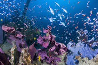 Bluefin trevally swarming over a shipwreck with elephant ear sponge - poster print