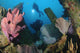 Elephant Ear Sponge underwater scene poster print featuring pink variety attached to shipwreck with diver in Solomon Islands.