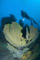 Elephant Ear Sponge underwater scene poster print with diver in Solomon Islands