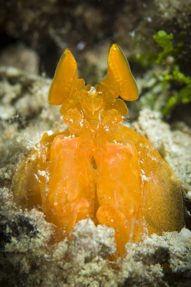 Orange Mantis Shrimp poster print showcasing vibrant underwater life from Solomon Islands.