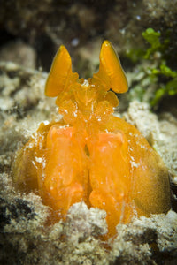 Orange Mantis Shrimp poster print showcasing vibrant underwater life from Solomon Islands.