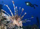 Common Lionfish (Pterois volitans) poster print with diver in the Solomon Islands.