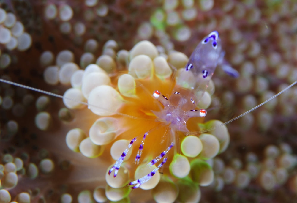 Sarasvati anemone shrimp on orange and green anemone poster print