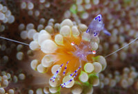 Sarasvati anemone shrimp on orange and green anemone poster print