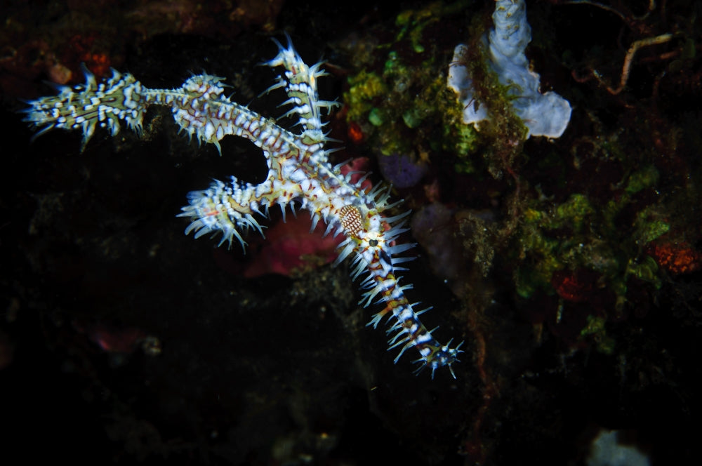 Ornate ghostpipefish swimming against a reef in West Papua, Indonesia