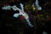 Ornate ghostpipefish swimming against a reef in West Papua, Indonesia