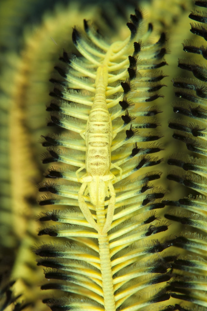 Yellow commensal shrimp on crinoid in Cenderwasih Bay poster print.