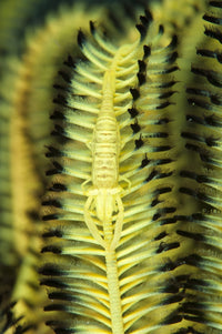 Yellow commensal shrimp on crinoid in Cenderwasih Bay poster print.