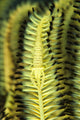 Yellow commensal shrimp on crinoid in Cenderwasih Bay poster print.