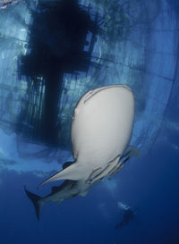 Whale sharks feeding under fishing platforms in Papua, Indonesia poster print.
