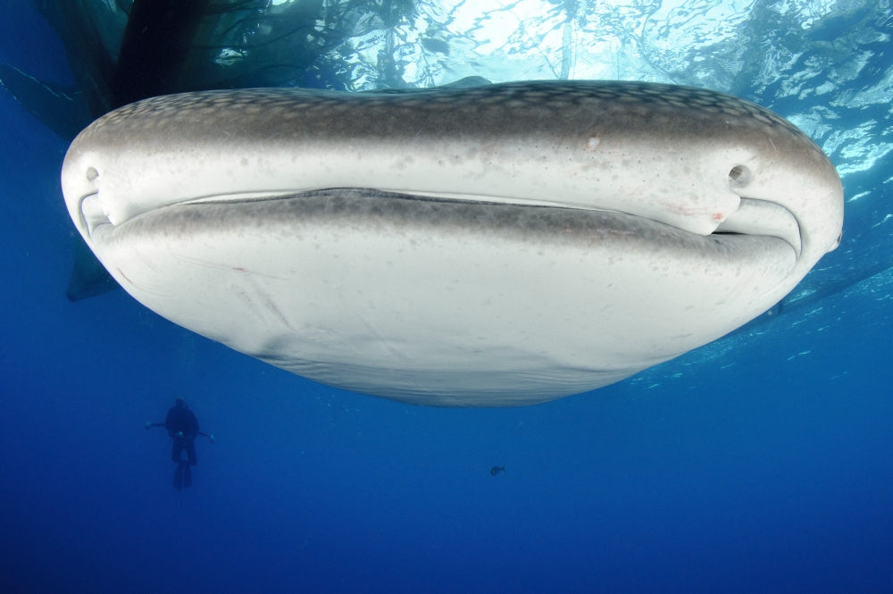Whale sharks gathering under fishing platforms in Papua, Indonesia - Poster Print