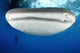 Whale sharks gathering under fishing platforms in Papua, Indonesia - Poster Print