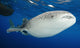 Whale sharks gathering under fishing platforms in Papua, Indonesia - poster print