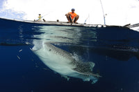 Whale sharks feeding under fishing platforms in Papua, Indonesia - Poster Print
