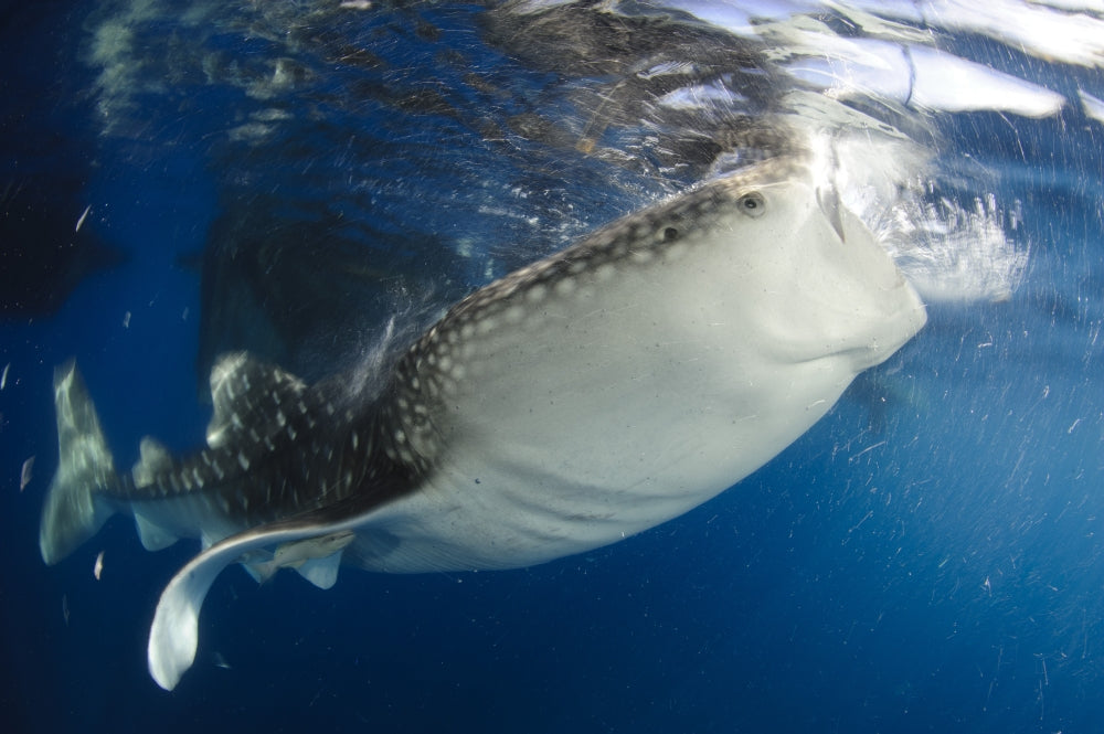 Whale sharks feeding under fishing platforms in Papua, Indonesia poster print