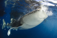 Whale sharks feeding under fishing platforms in Papua, Indonesia poster print